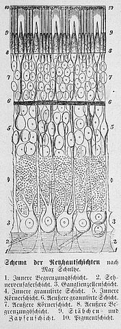 網膜の層状構造